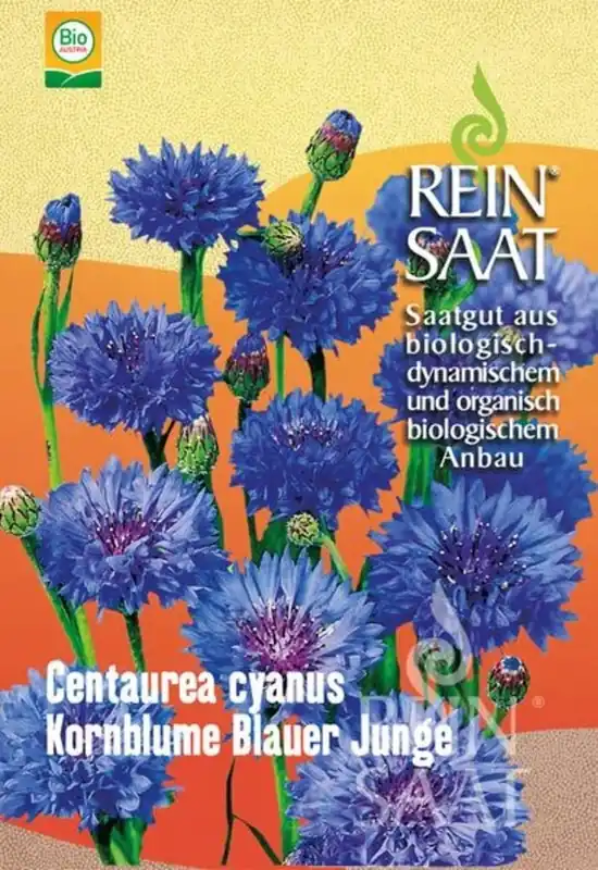 ReinSaat Korenbloem - Nu beschikbaar