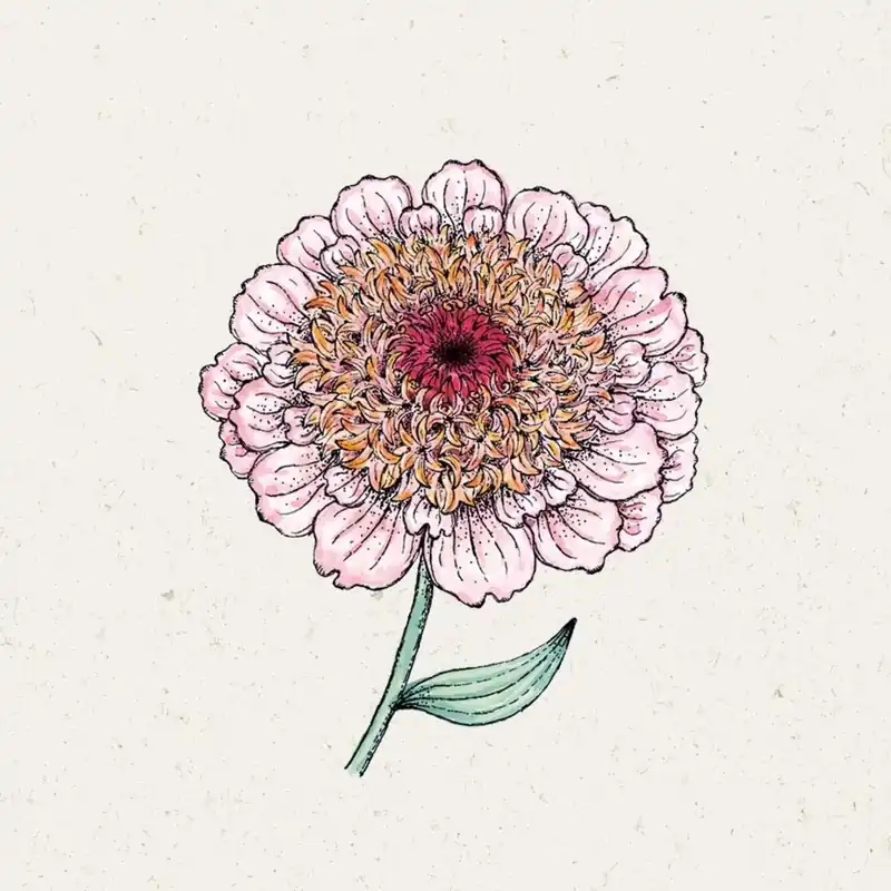 Snelle verzending - Jora Dahl Zinnia "Zinderella Lilac"