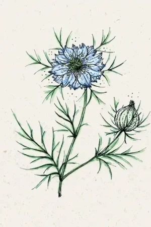 Rechtstreeks van de fabrikant | Jora Dahl Juffertje-In-Het-Groen Miss Jekyll Nigella damascena