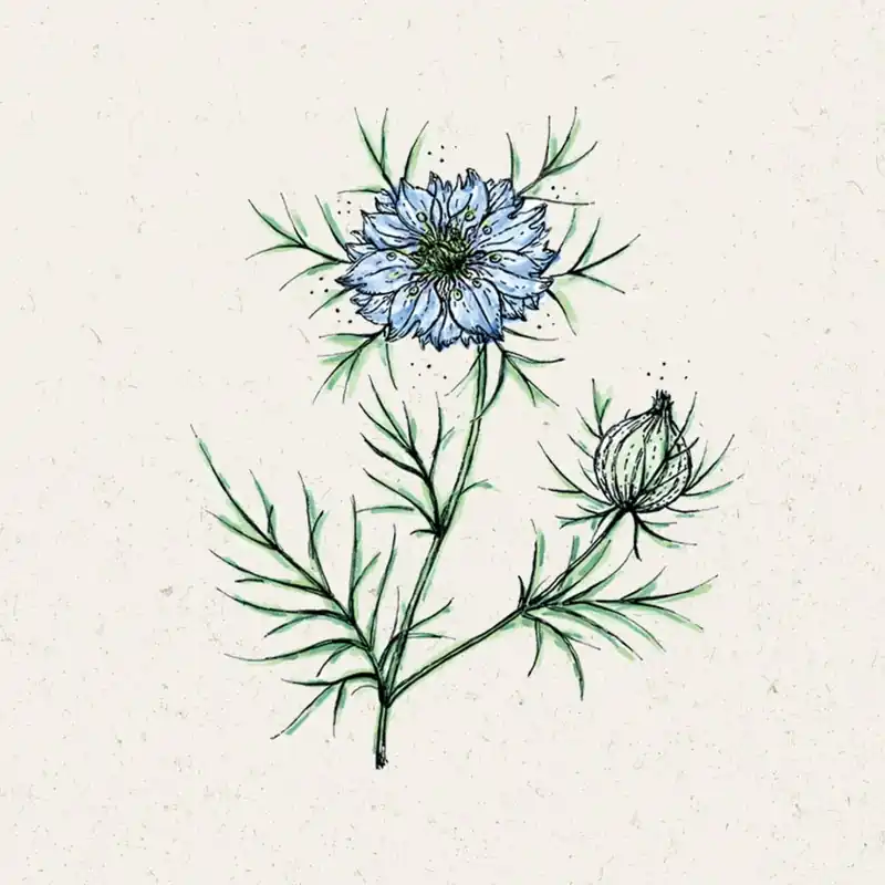 Rechtstreeks van de fabrikant | Jora Dahl Juffertje-In-Het-Groen Miss Jekyll Nigella damascena