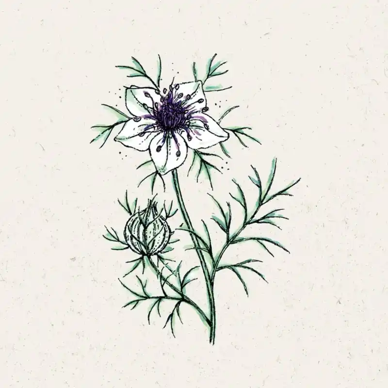 Korting | Jora Dahl Juffertje in het groen African Bride Nigella papillosa