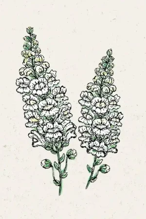 Prijsverlaging - Jora Dahl Grote leeuwenbek Royal Bride Antirrhinum Majus