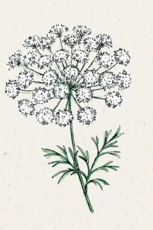 Actieprijs - Jora Dahl Groot Akkerscherm - Ammi majus