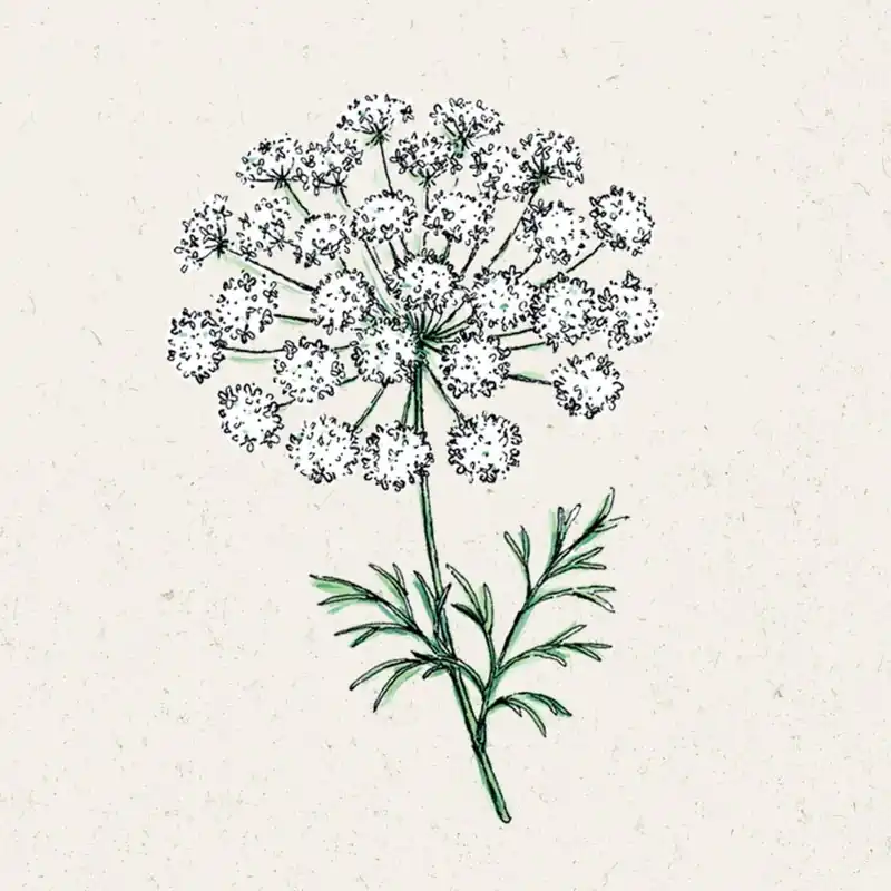 Actieprijs - Jora Dahl Groot Akkerscherm - Ammi majus