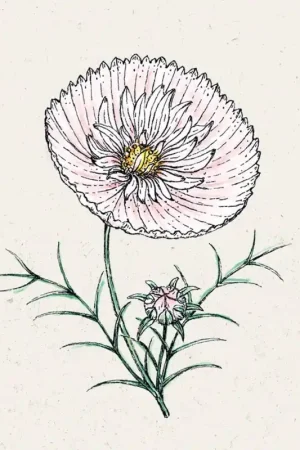 Favoriet van klanten | Jora Dahl Cosmos bipinnatus "Cupcake Blush" - Tuin Cosmos