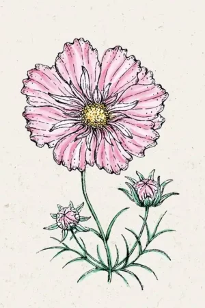 Online bestellen - Jora Dahl Cosmea Rosetta Cosmos bipinnatus