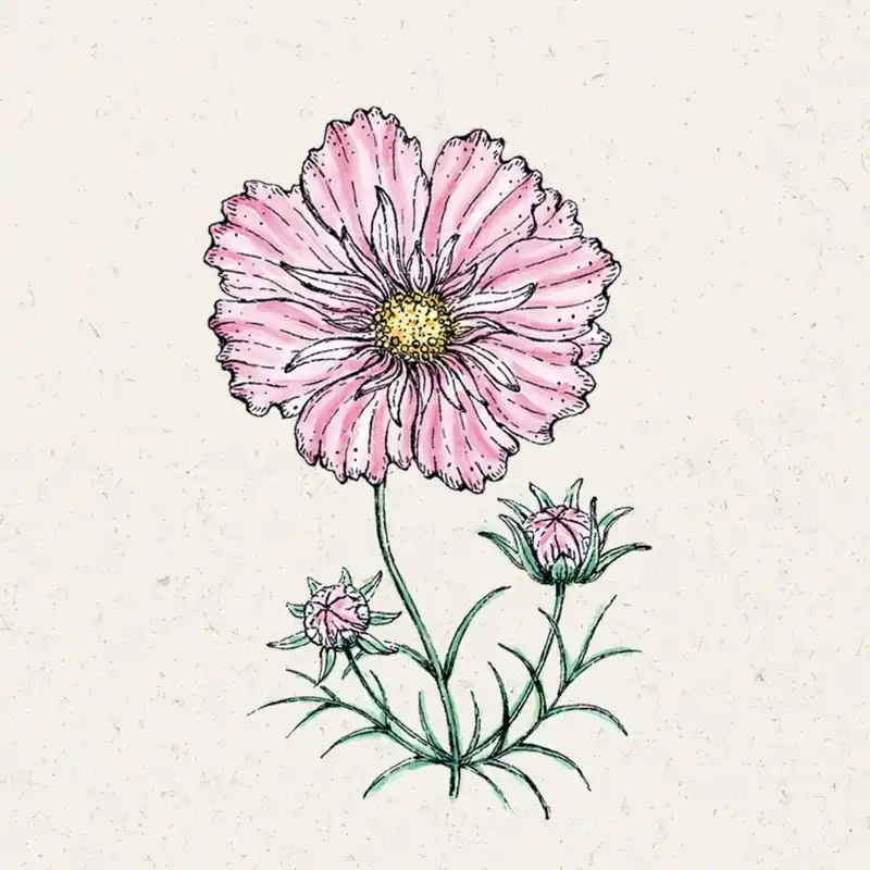 Online bestellen - Jora Dahl Cosmea Rosetta Cosmos bipinnatus