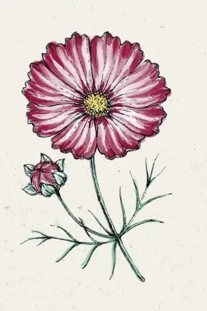 Extra voordeel | Jora Dahl Cosmea Velouette Cosmos bipinnatus