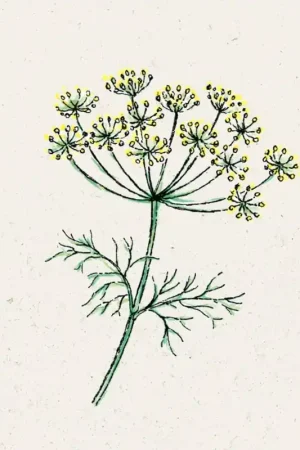 Meest verkocht | Jora Dahl Dille - Anethum Graveolens