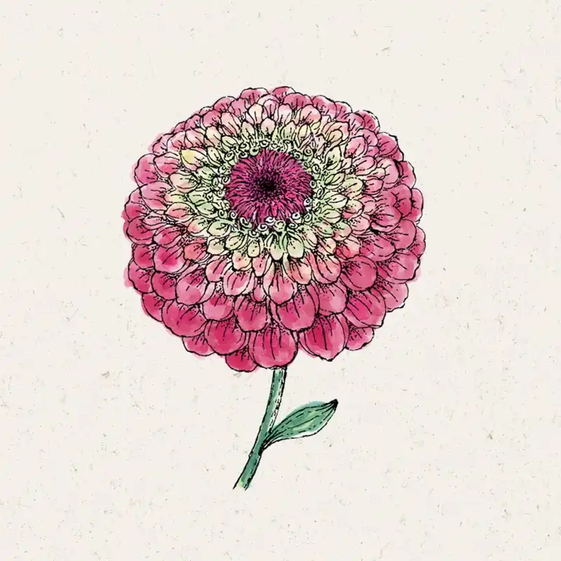 Actie - Jora Dahl Zinnia "Queen Red Lime"