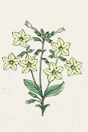 Jora Dahl Siertabak Lime Green Nicotiana alata | Spoedlevering