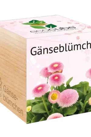 Feel Green ecocube Madeliefjes | Premium