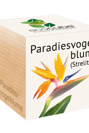 Feel Green ecocube Paradijsvogelbloem | Online bestellen