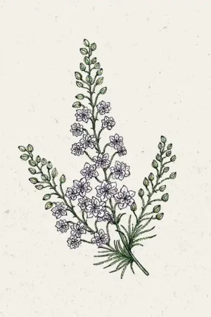 Bespaar nu | Jora Dahl Ridderspoor Fancy Smokey Eyes Delphinium Consolida
