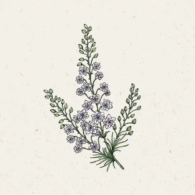 Bespaar nu | Jora Dahl Ridderspoor Fancy Smokey Eyes Delphinium Consolida