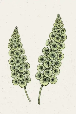 Jora Dahl Klokken van Ierland - Moluccella Laevis | Outlet