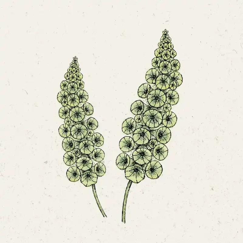 Jora Dahl Klokken van Ierland - Moluccella Laevis | Outlet