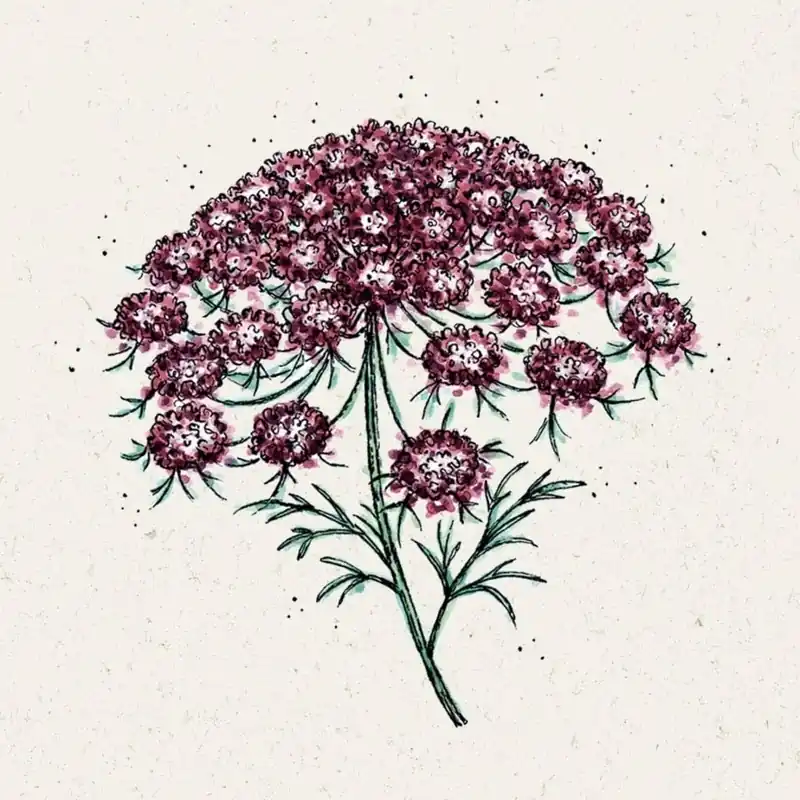 Klantfavoriet - Jora Dahl Wilde Wortel Dara Daucus Carota