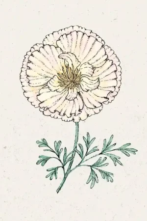 Jora Dahl Slaapmutsje Thai Silk Pink Champagne Eschscholzia californica - Nieuw binnengekomen