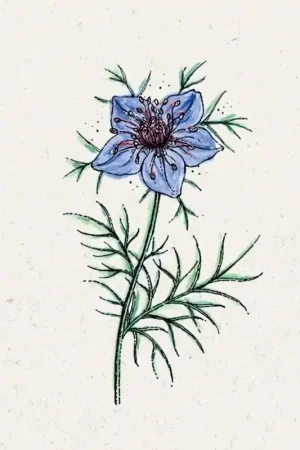 Jora Dahl Juffertje-in-het-Groen Midnight Nigella hispanica - Online bestelbaar