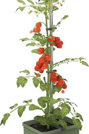 GUSTA GARDEN TOM TOMATO Plantenbak Set, Lichtgrijs - Aanbieding loopt bijna af