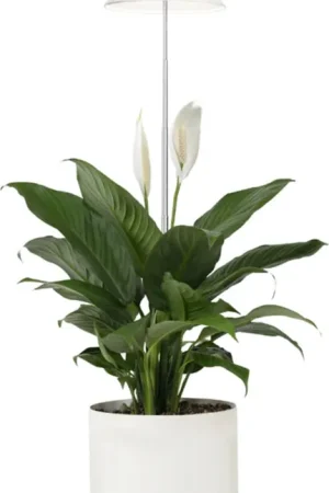 Venso SUNLite Plantenlamp 7W, Wit | Actie loopt bijna af