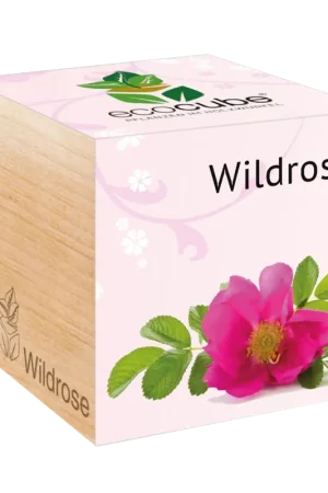 Feel Green ecocube Hondsroos, Wilde Roos - Veel gekozen