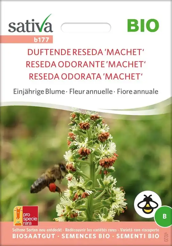 Sativa Biologische Eenjarige Bloem "Duftende Reseda ’Machet‘" | Vanaf nu beschikbaar