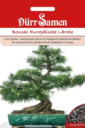 Net binnen | Dürr Samen Bonsai Europese Lariks