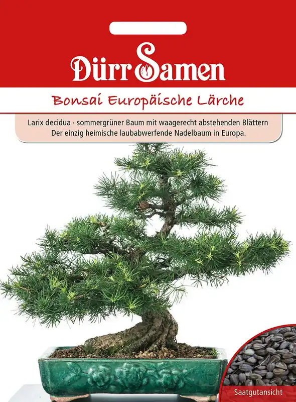 Net binnen | Dürr Samen Bonsai Europese Lariks
