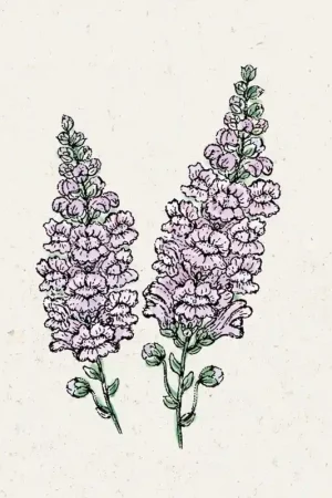 Tijdelijk aanbod | Jora Dahl Leeuwenbekje Zomerlavendel - Antirrhinum Majus