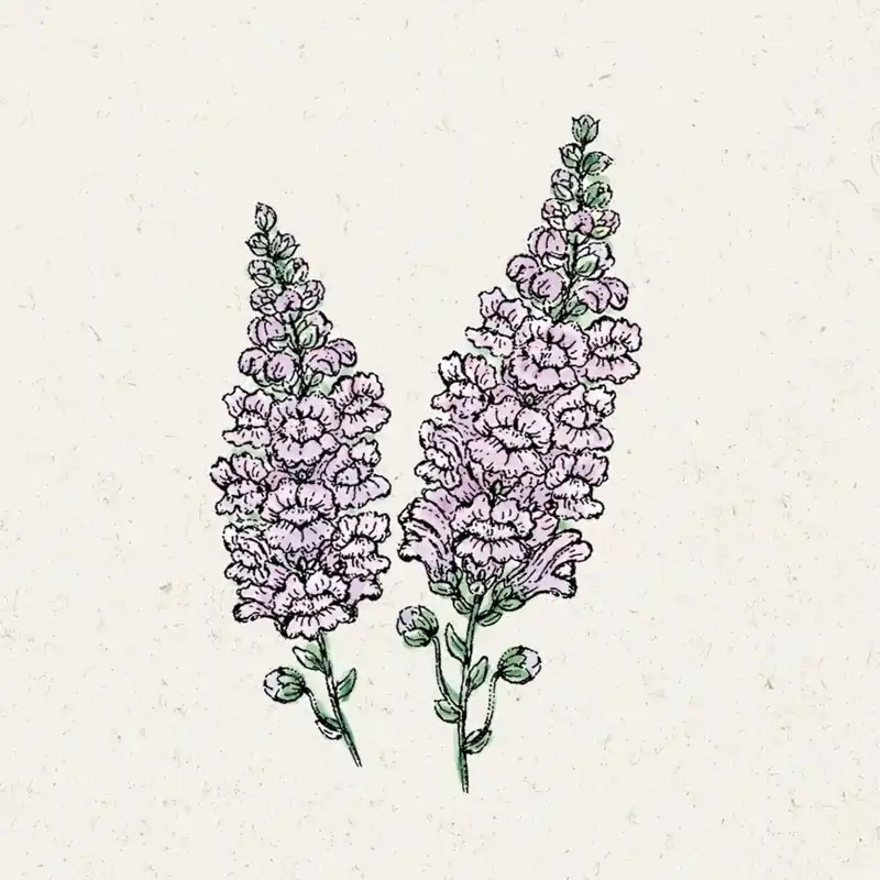 Tijdelijk aanbod | Jora Dahl Leeuwenbekje Zomerlavendel - Antirrhinum Majus