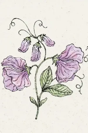 Goed beoordeeld | Jora Dahl Welriekende lathyrus Elegance Lavender Lathyrus Odortatus