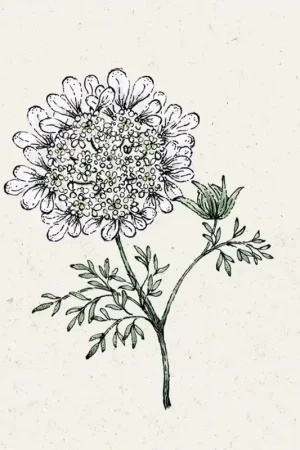 Beperkte voorraad - Jora Dahl Straalscherm White Lace Orlaya Grandiflora
