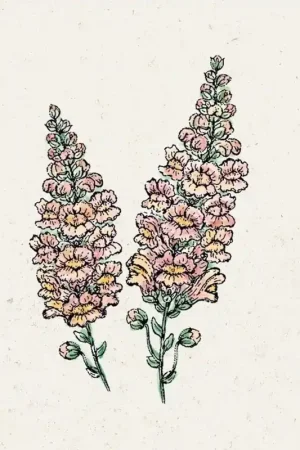 Nieuw in het assortiment - Jora Dahl Leeuwenbekje Costa Abrikoos - Antirrhinum Majus