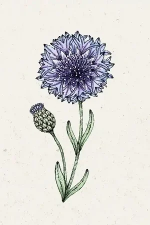 Jora Dahl Korenbloem "Classic Fantastic" Centaurea Cyanus - Bespaar nu