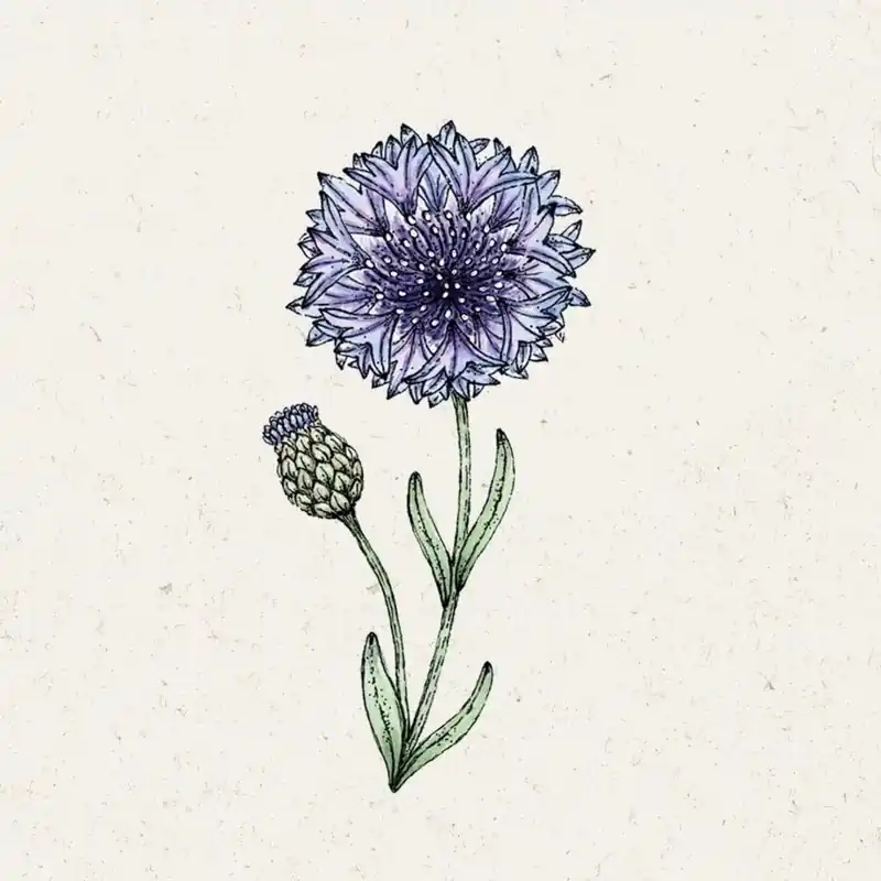 Jora Dahl Korenbloem "Classic Fantastic" Centaurea Cyanus - Bespaar nu
