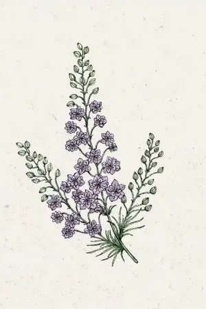 Scherp geprijsd - Jora Dahl Wilde Ridderspoor Misty Lavender Delphinium Consolida
