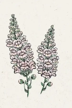 Jora Dahl Grote leeuwenbek "Costa Zilver" Antirrhinum Majus | Nieuw gelanceerd