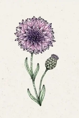Jora Dahl Korenbloem "Classic Magic" Centaurea Cyanus | Prijs verlaagd