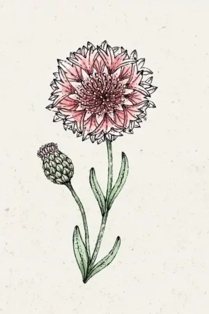 Jora Dahl Korenbloem Klassiek Romantisch Centaurea Cyanus | Deal