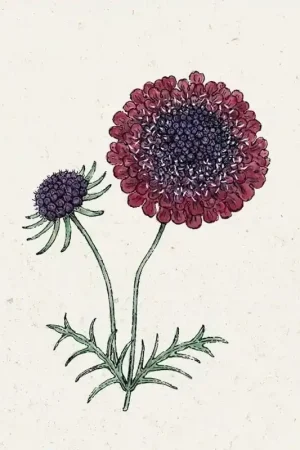Korting | Jora Dahl Scabiosa "Black Knight"