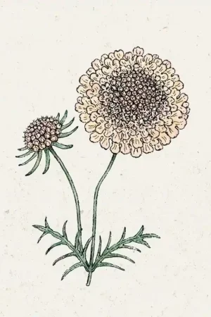 Verlaagde prijs | Jora Dahl Scabiosa Fata Morgana