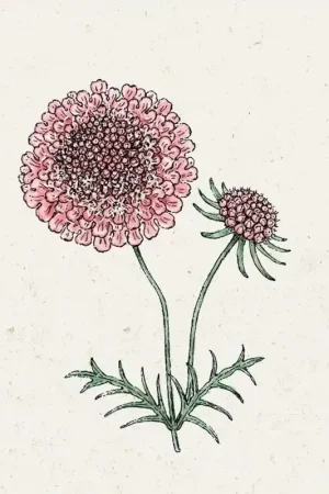Jora Dahl Scabiosa "Salmon Queen" Scabiosa atropurpurea | Bestseller