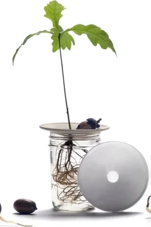 Botanopia Kiemplaatje, Small | Favoriet van klanten