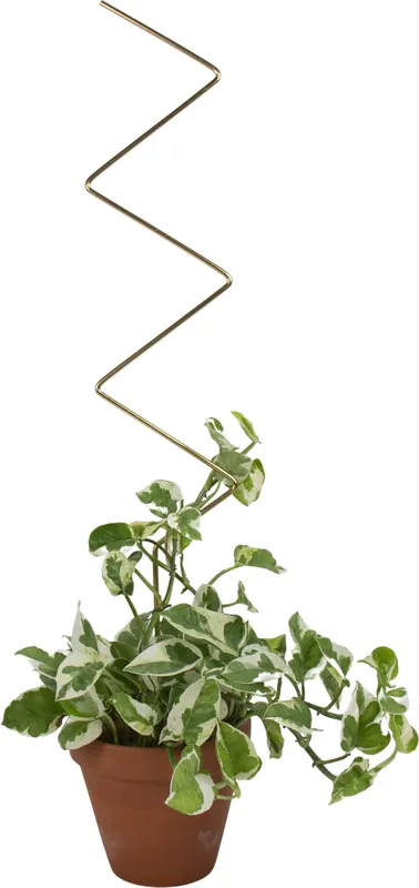 Online kopen | Botanopia Plantensteun, Arch