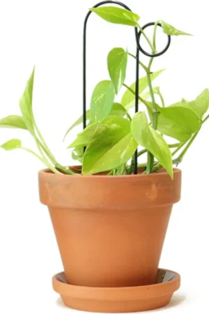 Botanopia Klimhulp "Mini Plant Stake" - Zwart, Hoop | Populair bij klanten
