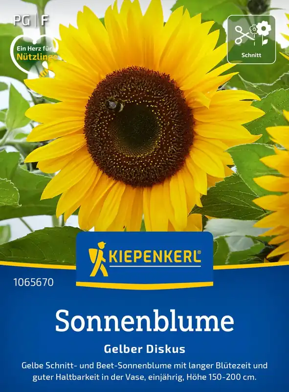 Kiepenkerl Zonnebloem "Gele Discus" - Vanaf nu beschikbaar