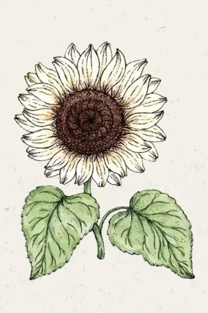 Rechtstreeks uit de fabriek | Jora Dahl Zonnebloem "Italian White" Helianthus Debilis