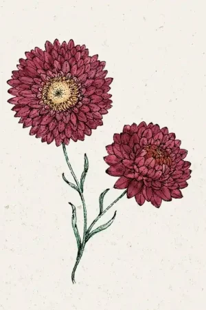 Jora Dahl Strobloem "Scarlet" Helichrysum Bracteatum | Zeer goed beoordeeld